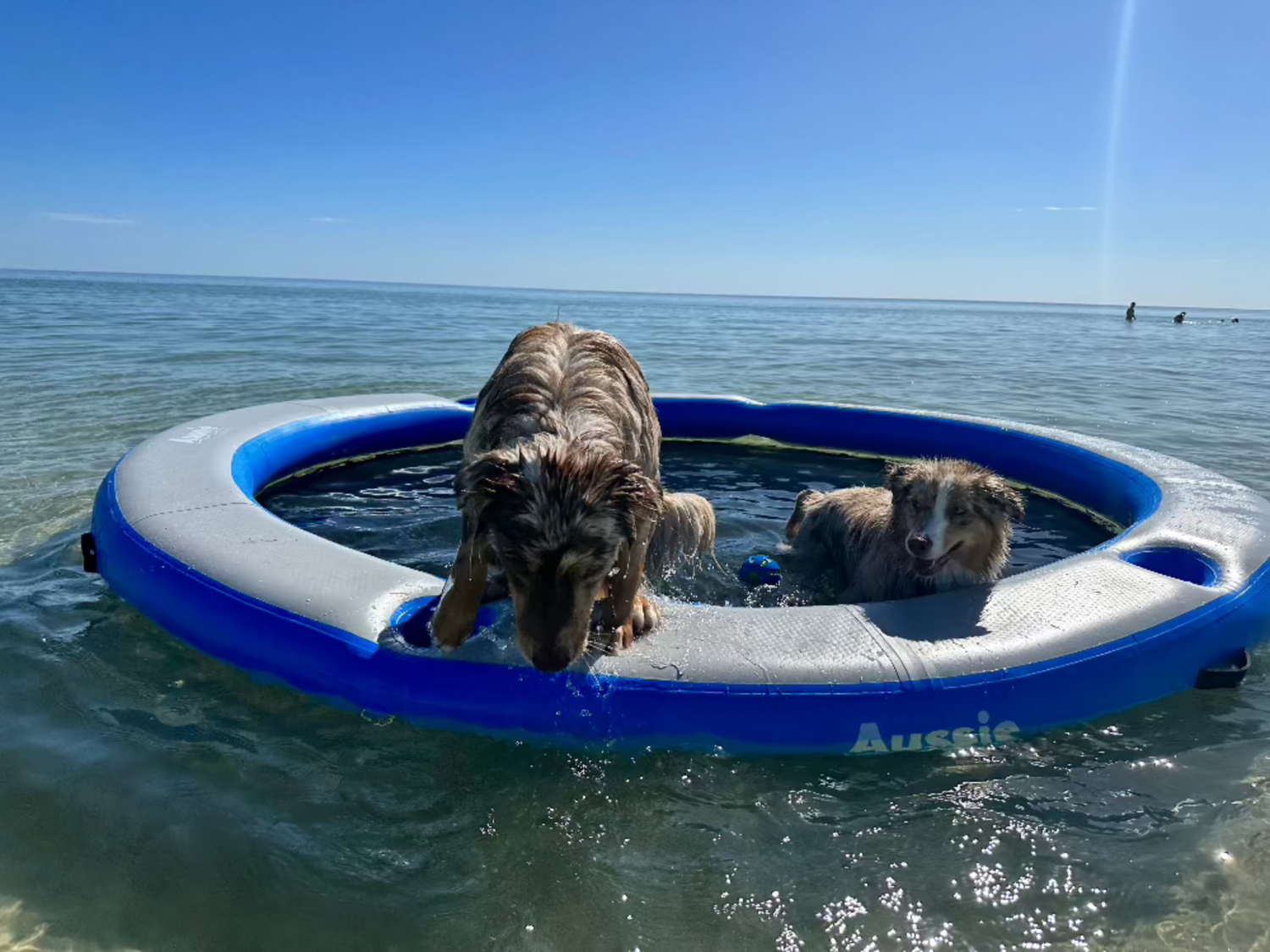 Lily Pad Water Hammock!